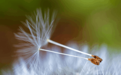 Leben in wachsenden Ringen